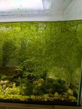 Sale guppy grass for sale  CRANLEIGH