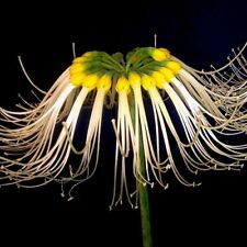 Amazing rare eucrosia for sale  San Francisco