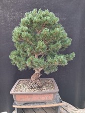 Pinus pentaphilla pino usato  Montevarchi