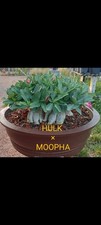 Desert rose adenium for sale  Saint Petersburg