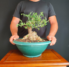 Pre bonsai shoin usato  San Pancrazio Salentino