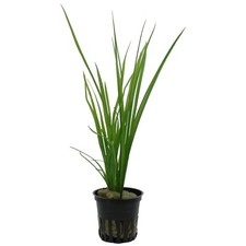 Cyperus helferi tropica for sale  MANSFIELD