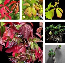 Virginia creeper cutting for sale  GLOUCESTER