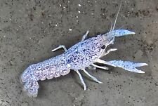 Electric blue crayfish for sale  Burkburnett
