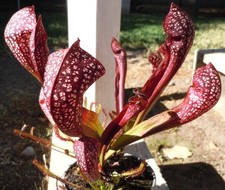 Live carnivorous plants for sale  West Covina
