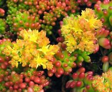 Talea sedum rubrotinctum usato  San Giorgio a Cremano