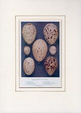 Eggs british birds for sale  GILLINGHAM
