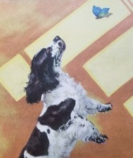 Cocker spaniel sees for sale  Erie