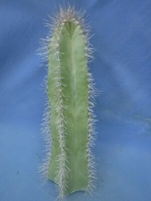 Wooly rhino uber for sale  Tucson