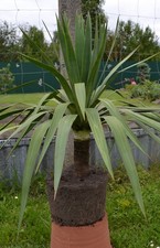 Traumhafte xxl yucca gebraucht kaufen  Golßen