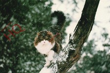 Picture postcard cat for sale Picture postcard cat for sale  NEWCASTLE UPON TYNE