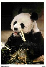 Animaux panda collection d'occasion  Fruges