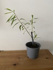 Blue streak bonsai for sale  EDINBURGH