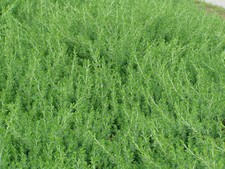 Juniper blue pacific for sale  Statesboro