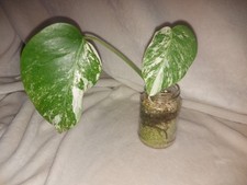 Monstera variegata tiger gebraucht kaufen  Osterhofen