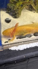 Golden axolotls albino d'occasion  Expédié en Belgium