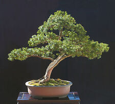 Japanese yew taxus for sale  Elko