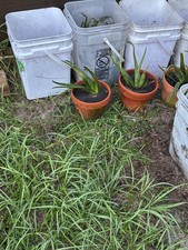 2 plantas de aloe vera em baldes de qualidade alimentar à venda comprar usado 2 plantas de aloe vera em baldes de qualidade alimentar à venda comprar usado  Enviando para Brazil