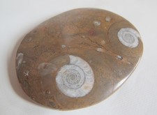 Double ammonite polished for sale  LONDON
