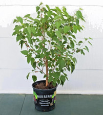 Mulberry tree fast for sale  Ocala