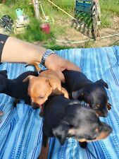 Pinscher pura razza usato  Cittadella