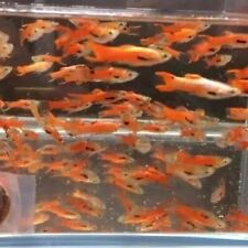 Pair chili endlers for sale  Elk Point