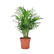 Chamaedorea elegans bella for sale  Orange