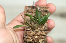 Stelis papaquerensis small for sale  Miami