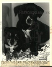 1988 press photo for sale  Memphis