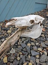 Rare massive wild for sale  Kennewick