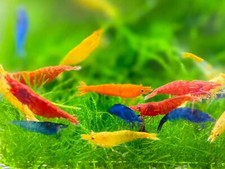 Seam oasis mix for sale  Garden Grove