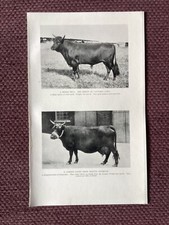 1928 print cattle for sale 1928 print cattle for sale  UK