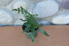 Rare lecanopteris mirabilis for sale  Roseburg