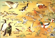 Animali piante spiaggia usato  Spedire a Italy