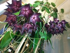 80002898 hoya macgillivrayi gebraucht kaufen  Reutlingen