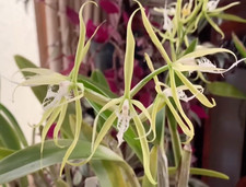 Usado, ORQUÍDEA FRAGRANTE EPIDENDRUM CÍLIOS COM RAÍZES ESTACAS PLANTA 030-11 comprar usado Usado, ORQUÍDEA FRAGRANTE EPIDENDRUM CÍLIOS COM RAÍZES ESTACAS PLANTA 030-11 comprar usado  Enviando para Brazil