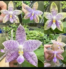 Phalaenopsis mainshow magic for sale  SHREWSBURY
