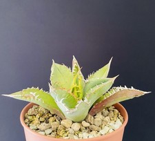 Magnifique agave titanota d'occasion  Aire-sur-l'Adour