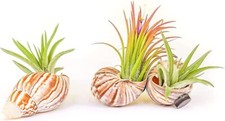 Handmade seashell magnets for sale  Saint Augustine