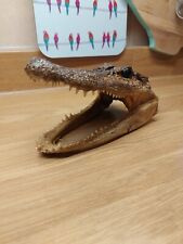 Taxidermy alligater head for sale  MATLOCK