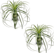 Beaucarnea recurvata pack for sale  Denver