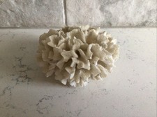 Sea coral specimen for sale  Norfolk