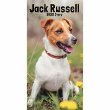 Jack russell terriers for sale  UK