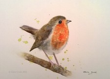Robin bird wildlife for sale  STOCKPORT