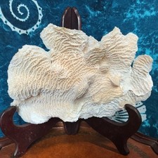 vintage large coral specimen for sale vintage large coral specimen for sale Stuart