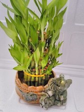 Tiered lucky bamboo for sale  Menifee