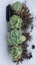 Echeveria elegans mexican for sale  DONCASTER