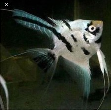 Panda angelfish live for sale Panda angelfish live for sale  Chestertown