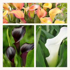 Zantedeschia mixed flower for sale  CANTERBURY