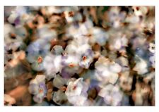 Cartão exclusivo feito à mão Viola Muse com impressão de fotografia profissional, usado comprar usado  Enviando para Brazil